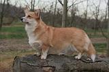 CORGI PEMBROKE 1436